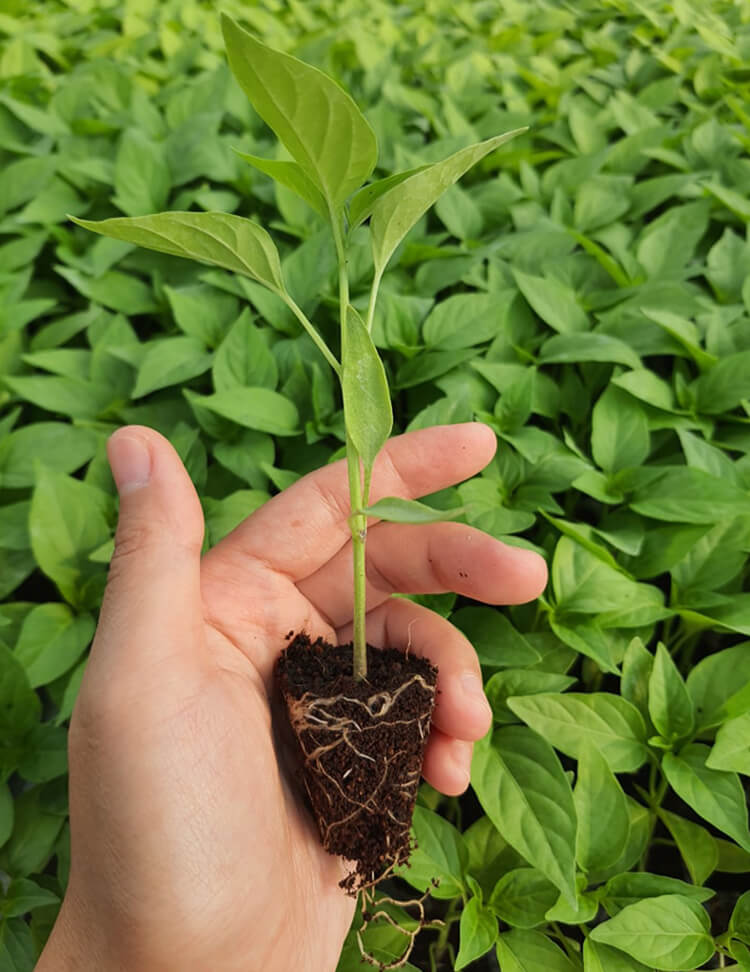 ต้นกล้าในมือ