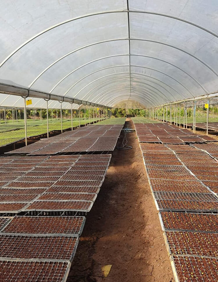 เรือนเพาะชำ