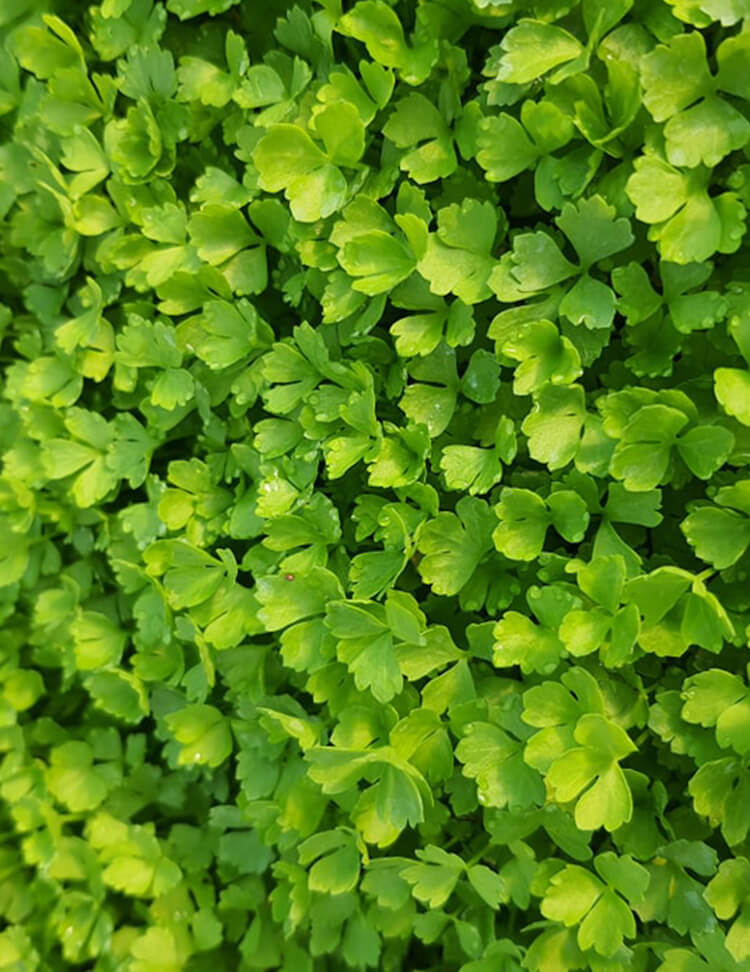 ใบไม้สีเขียว