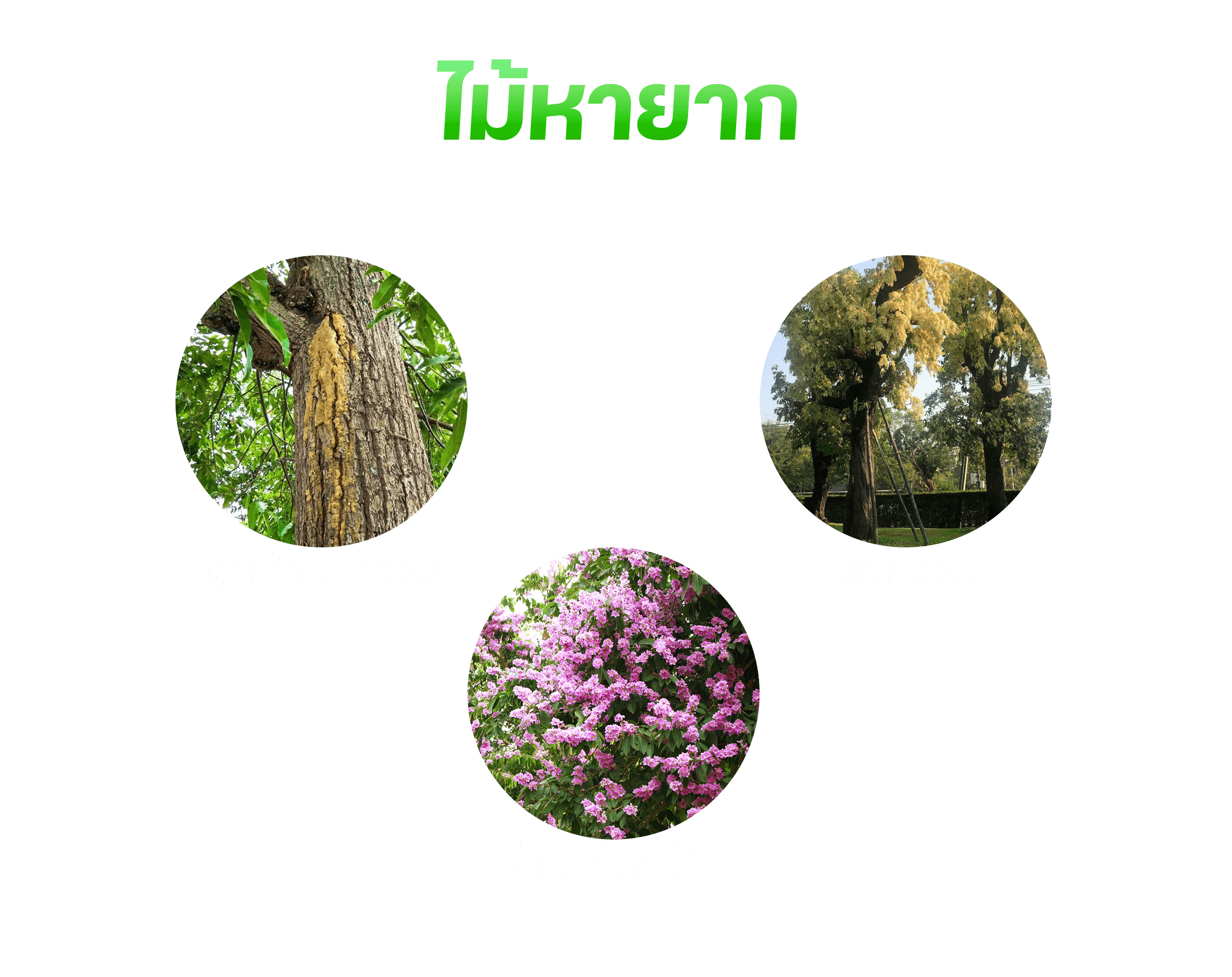 ภาพโครงการ 2