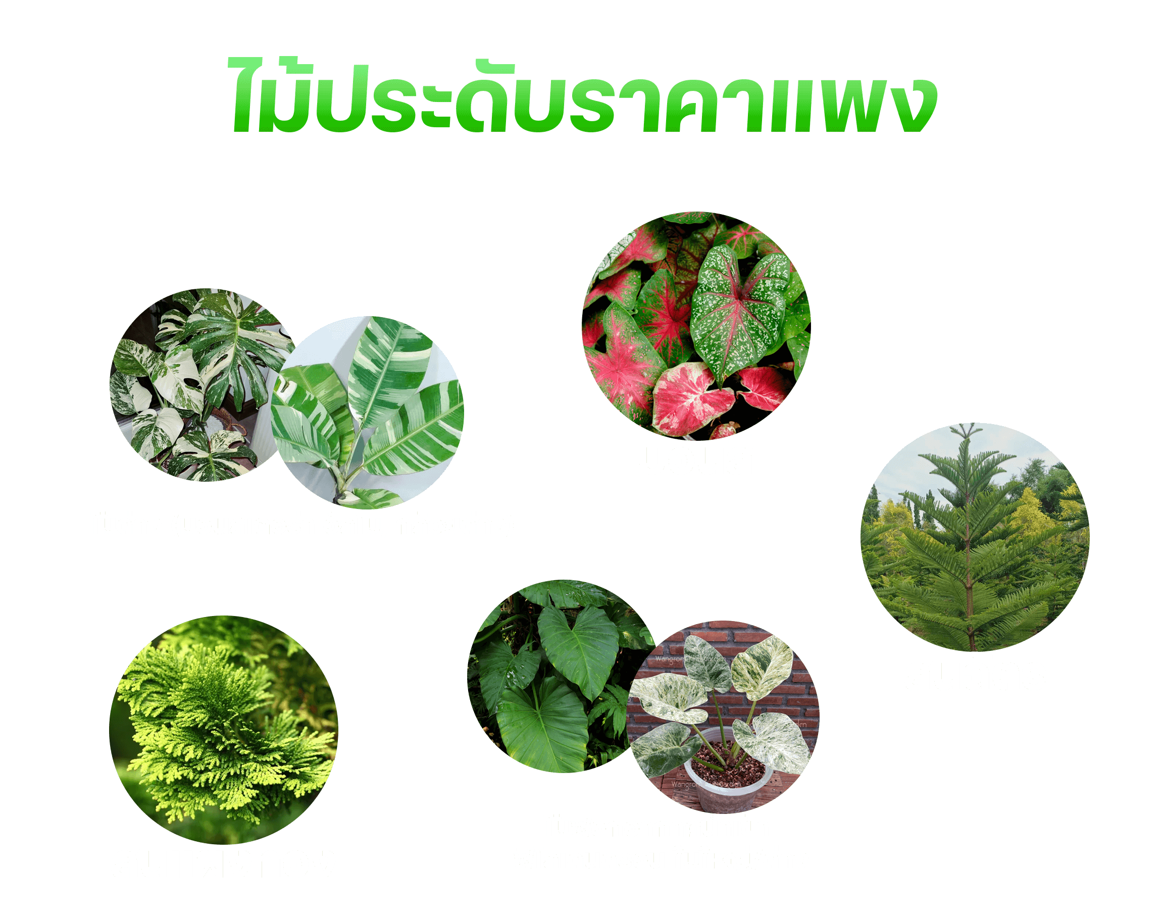 ภาพโครงการ 3