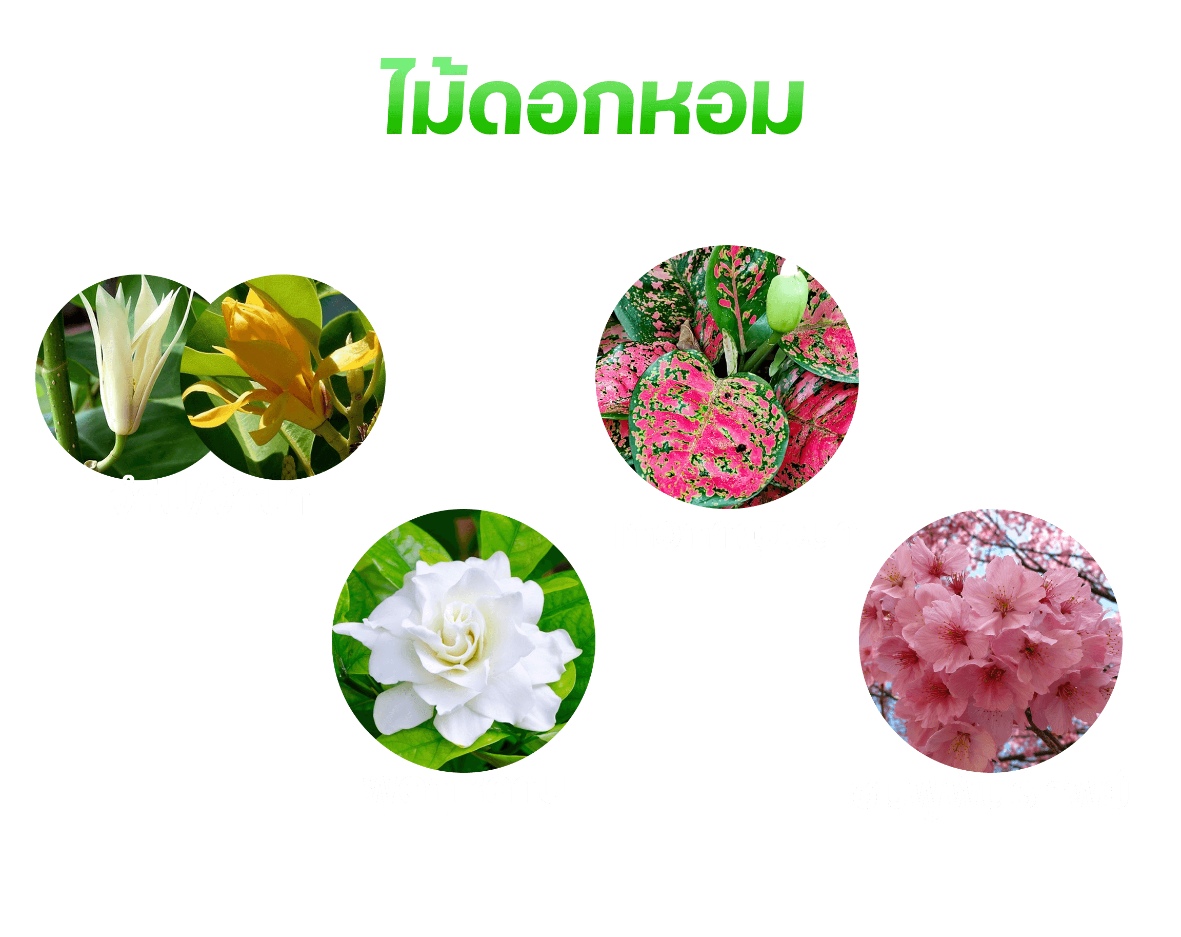 ภาพโครงการ 4